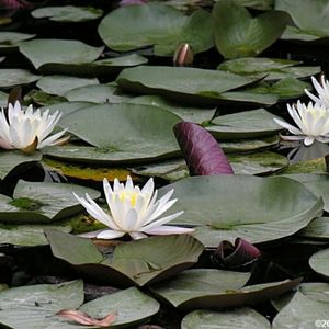 Meet your Posher, Scout